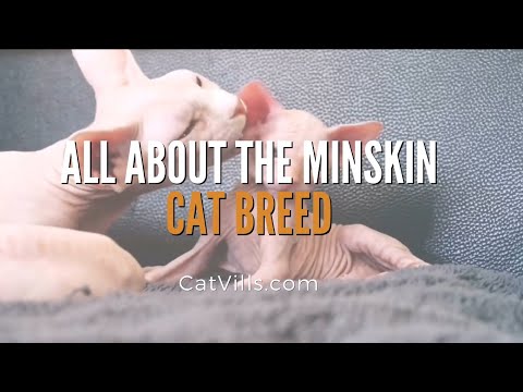 ALL ABOUT THE MINSKIN CAT BREED
