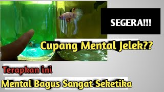 Download lagu Bad mentality, buds are immediately effective mp3