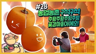 농업농촌 구석구석 ep.28 곶감이 주렁주렁~곶감 매니아에게 천국!!