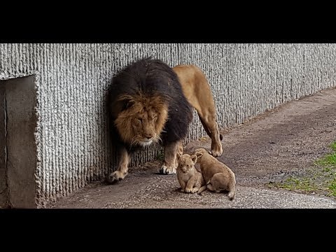 , title : 'Første kuld løveunger møder deres far | Copenhagen Zoo'