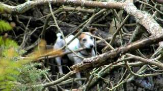 preview picture of video 'A keen little Jack Russell, 30 Jul 06'