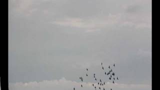 Joe Cocker - Ain&#39;t No Sunshine