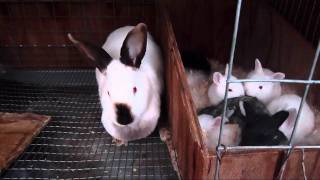 Breeding Rabbits FAQ