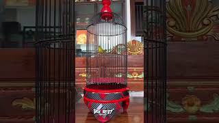 Download lagu Pleci koleksi om acuz DX87❗️❗️ #kicaumania #masteranjernih #kicaumania #plecigacor #plecibukaparuh mp3