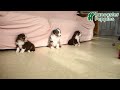 Australian Shepherd dogs for sale: Alex - Video 1