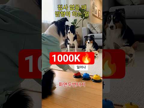 집사 없을때 맏형 보더콜리가 하는 일, 셋째는 오늘도 저녁 굶겠네..