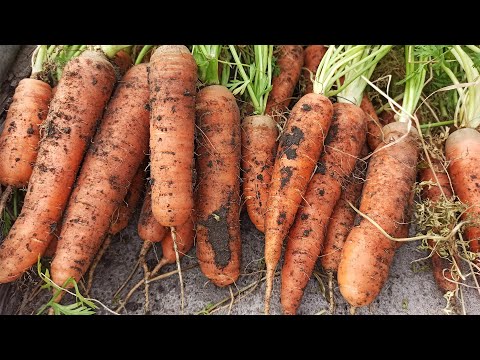 , title : 'Когда выкапывать морковь на хранение. Сроки уборки моркови на зиму'