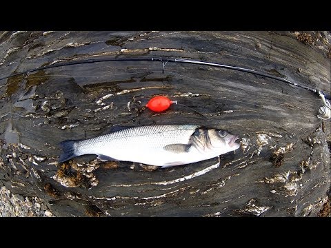 Shore Fishing - An Awesome Way to Fish for Sea Bass - Bubble Float - Shrimp/Prawn