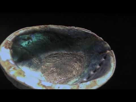Mollusc Animation - Abalone Body Plan