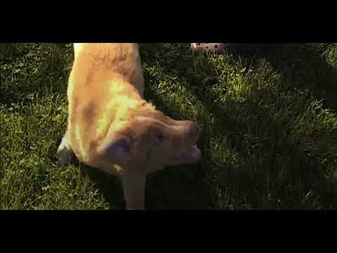 Trailer filmu Good boy