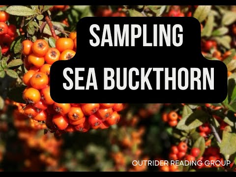 Sampling Sea Buckthorn 📖 Adaptogens by Melissa Petitto #reading #readinggroup #alternative medicine