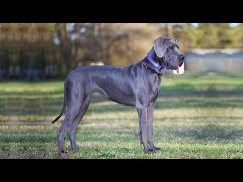 Top 10 GRAY DOG BREEDS - Gorgeous Dogs With Grey Coats