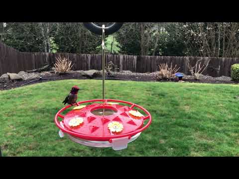 Male Anna's Hummingbird