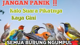 Download lagu Mp3 suara pikat paling ampuh burung sogon, kemade dan prenjak kepala merah ribut terjepit mp3