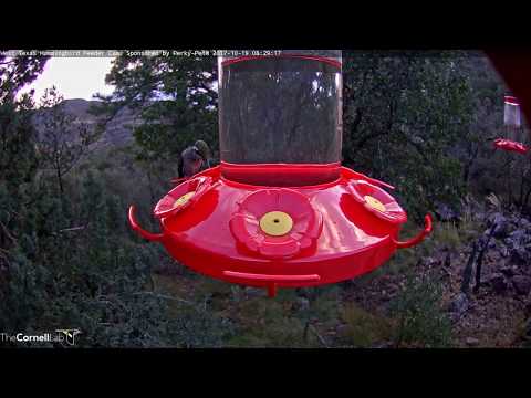 Immature Female Rivoli's Hummingbird Visits West Texas Cam – Oct. 19, 2017