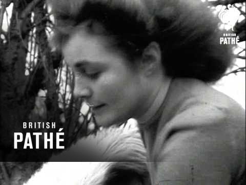 Shetland Pony Farm (1949)