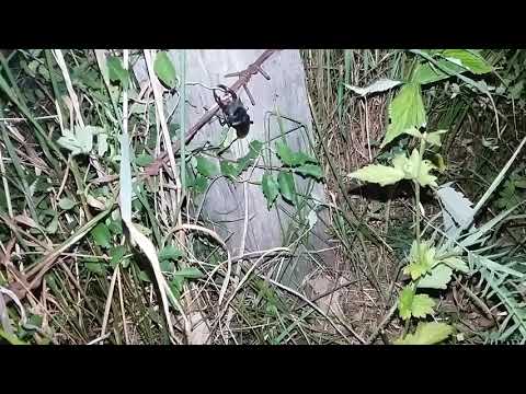 Jelenak - buba svaba