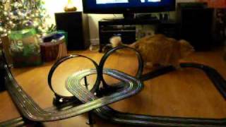 Nigel the orange ginger cat plays with slot cars