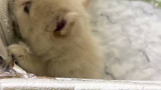 ハーフ犬の動画01