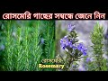 রোসমেরি গাছের সম্বন্ধে বিস্তারিত জেন