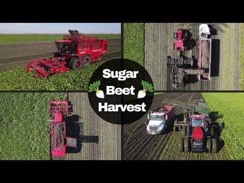Sugar Beet Harvest: American & European Harvesting Machines