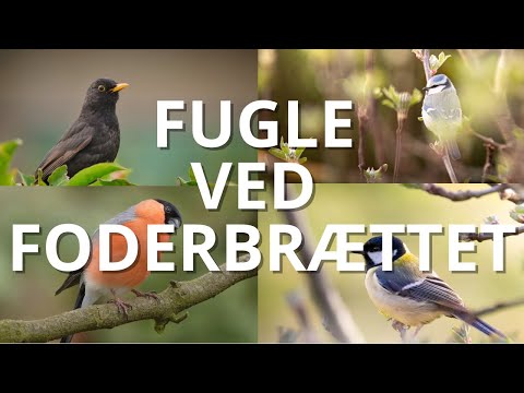 Lær at genkende 10 almindelige danske fugle ved foderbrættet 