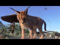  Sin determinar - Stewie The Caracal Thinks I´m His Mother / African Cat Acts Like Kitten & Cub - Rubs Nurses & Purrs