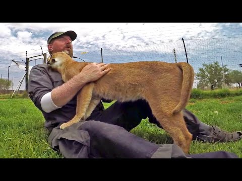 Stewie The Caracal Thinks I'm His Mother - Rubs Nurses & Purrs