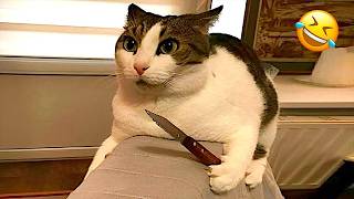🤣 100%笑える！最高におもしろい猫動画！🐈😹パート 6