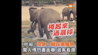 [問卦] 大象河馬鱷魚獅子銀背猩猩?