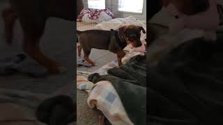 Video preview image #1 Rottweiler-Unknown Mix Puppy For Sale in Rustburg, VA, USA