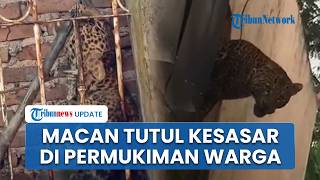 Geger! Macan Tutul Masuk Permukiman di Bandung, 3 Warga Luka hingga Dijahit seusai Diserang