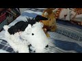 PlushieTales S2 Amy S Interview