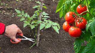 🍅 5 Techniques to Make Tomato Plants Grow Faster