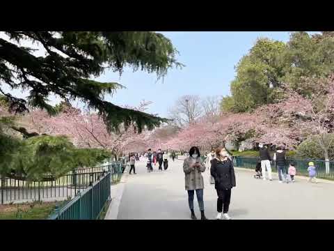 As flores do Parque Qingdao Zhongshan abrem em 8 de abril