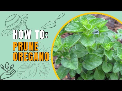 How and When to Prune Oregano