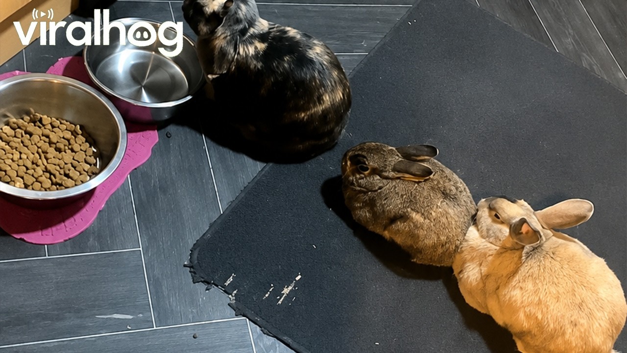 The Loaf Line || ViralHog