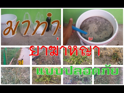 SDA 2 ความช่วยเหลือสำหรับความอ่อนแอ ไม่โปรตีนแรง