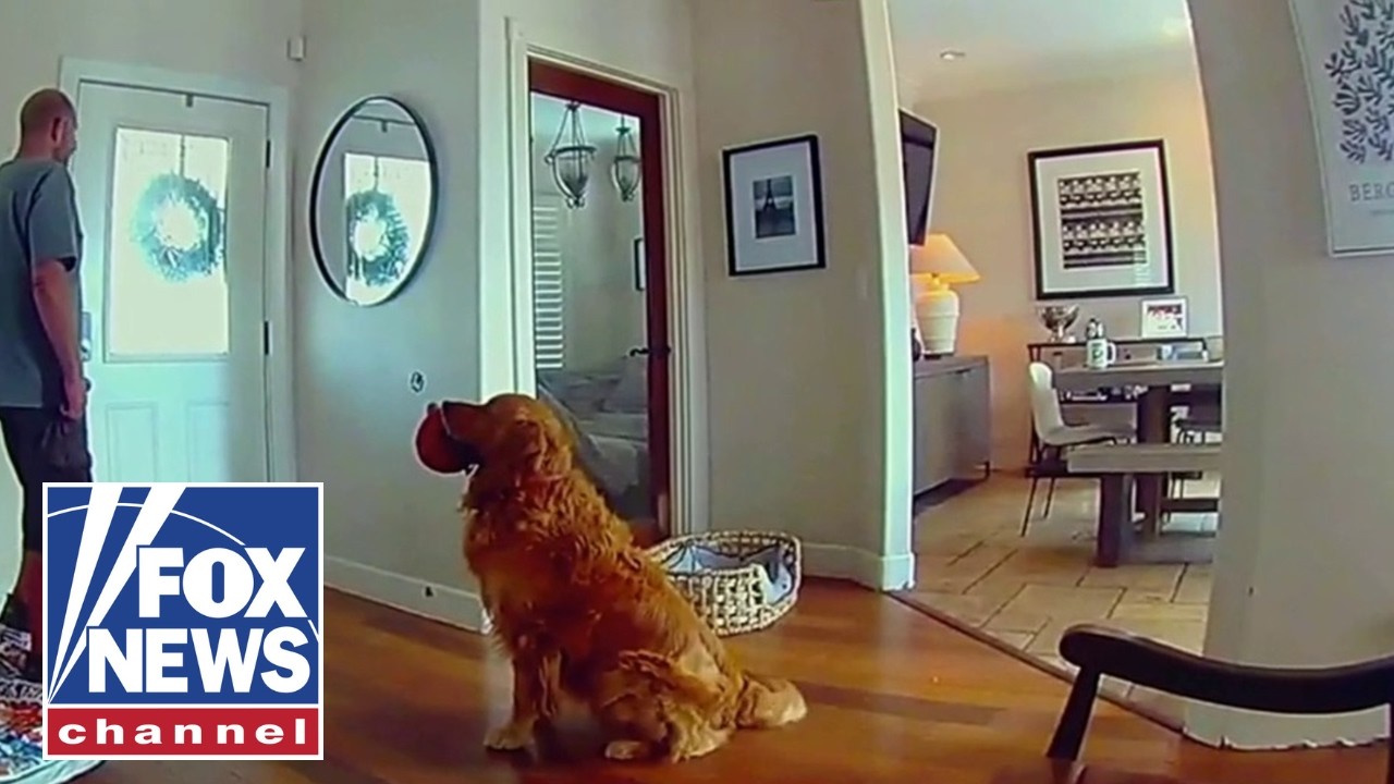 World's NICEST guard dog tries to play with intruder