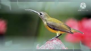 Download lagu MASTERAN SUARA BURUNG PIJANTUNG JUARA, NGOTOT SUPER GACOR, DURASI PANJANG, ANTI KONDANGAN. mp3 Download lagu MASTERAN SUARA BURUNG PIJANTUNG JUARA, NGOTOT SUPER GACOR, DURASI PANJANG, ANTI KONDANGAN. mp3