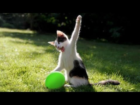 Funny Cat compilation 2