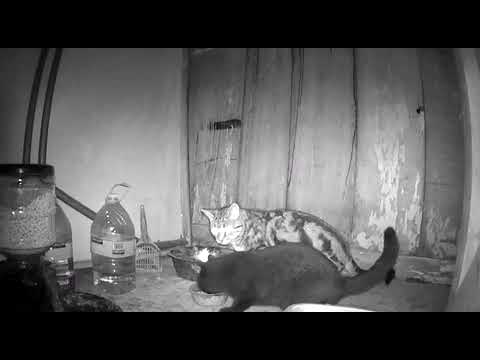 Barn Cats Dining at night