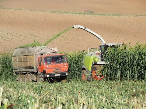PD Dobrá Niva - Siláže ciroku 2015 - 2x CLAAS Jaguar, 4x Tatra 815 Agro, 2x JCB
