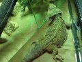 Big Bearded Dragon ~ Very Funny, GiGi Embarrassed