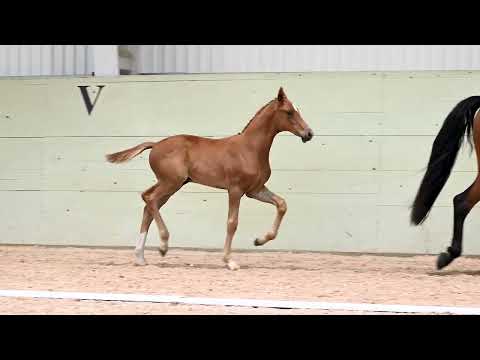 Salvador van S by SH Finest Hour x Glamourdale