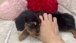 ミニチュアダックスの動画01