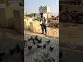 High Flyer Pigeon Viralvideo Birds Pigeon Kabutar