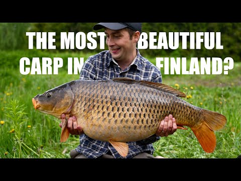 The most beautiful CARP in FINLAND?  - with own boilies - ENG subs