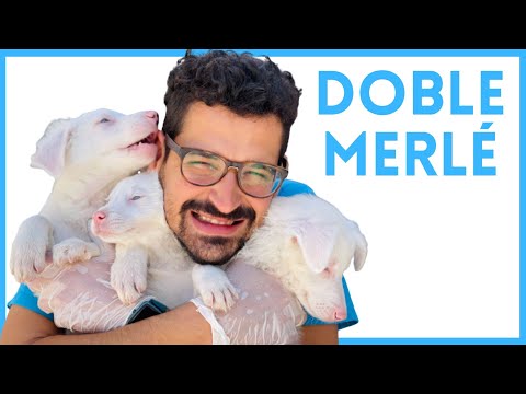 🧬  GENÉTICA DOBLE MERLÉ ¿SABES DE QUÉ SE TRATA?