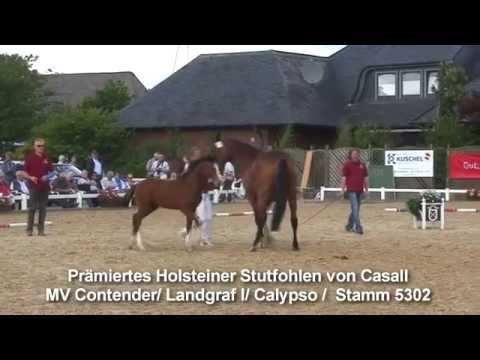 Prämiertes Holsteiner Stutfohlen von Casall MV Contender